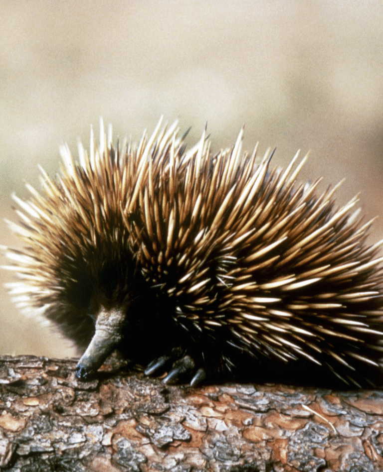 NWC-Aussie-3-website-photos 830 x 1024