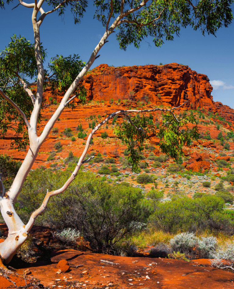 NWC-Aussie-4-website-photos 830 x 1024